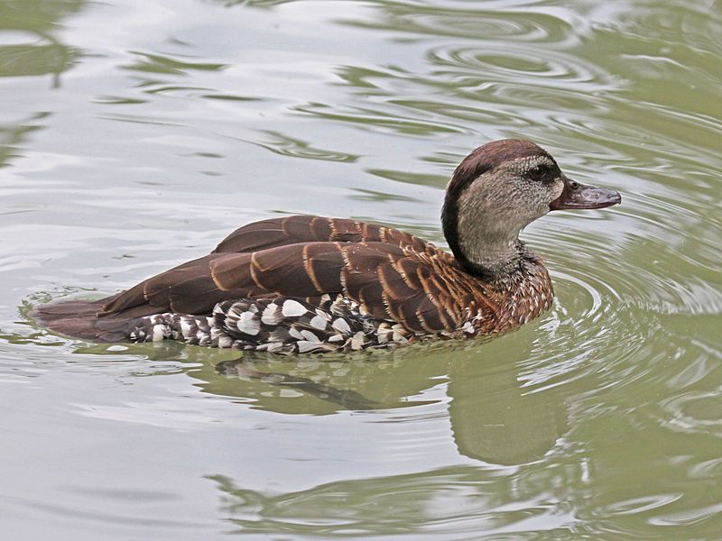 Spotted_whistling_duck__6