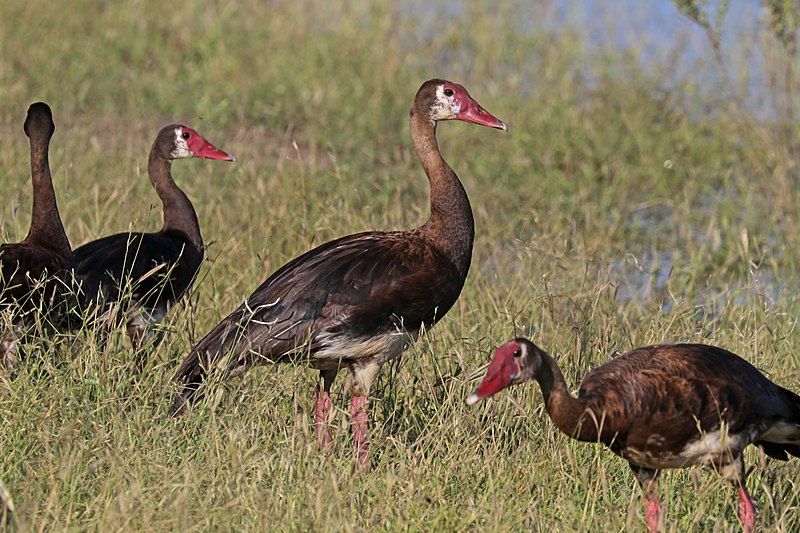 Spur-winged_goose__10