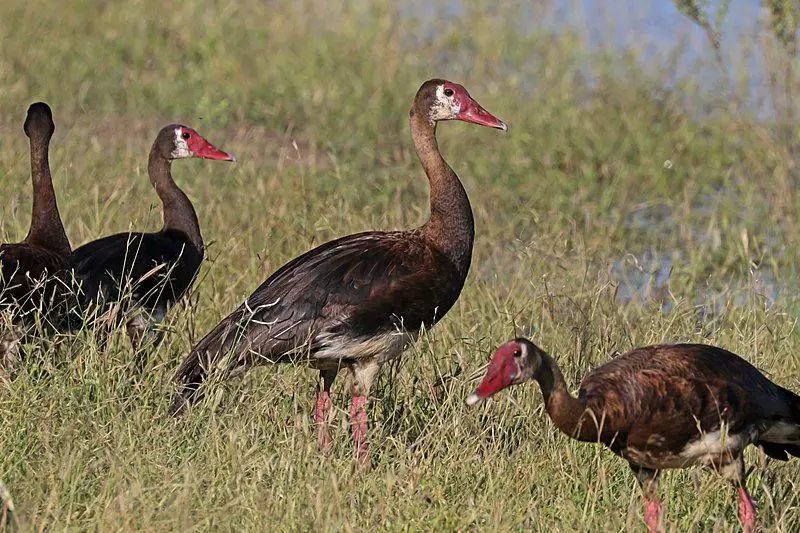 Spur-winged_goose__13
