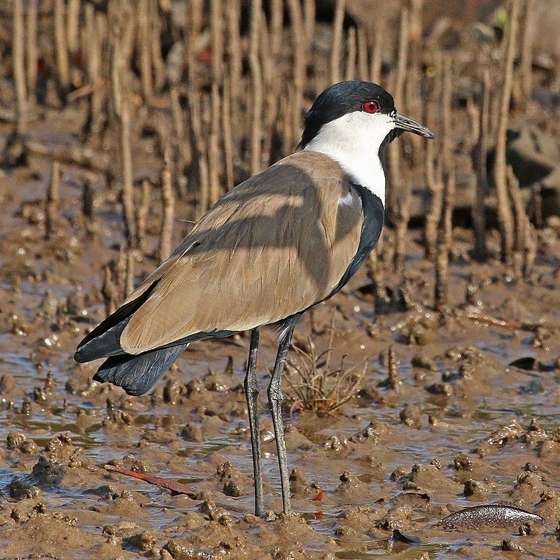 Spur-winged_lapwing__38