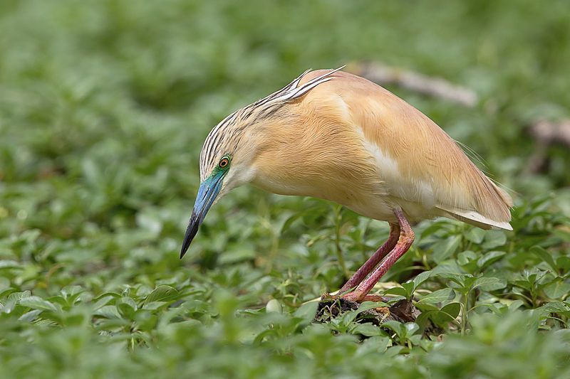 Squacco_heron__1