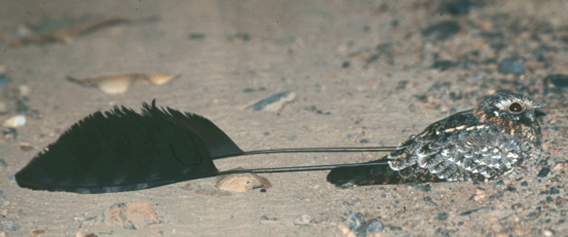 Standard-winged_nightjar__3