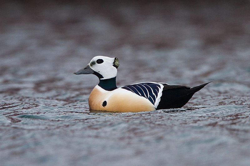 Steller's_eider__26