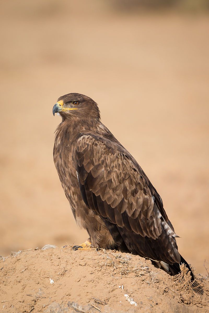 Steppe_eagle__15