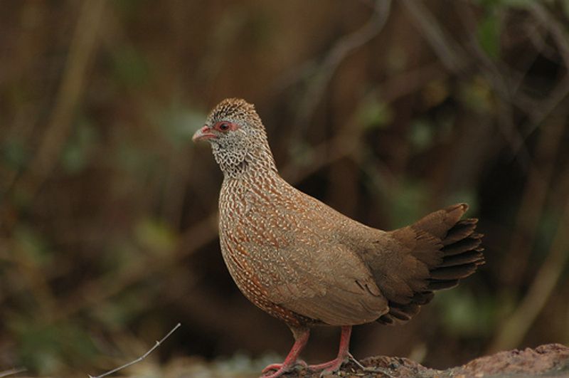 Stone_partridge__5