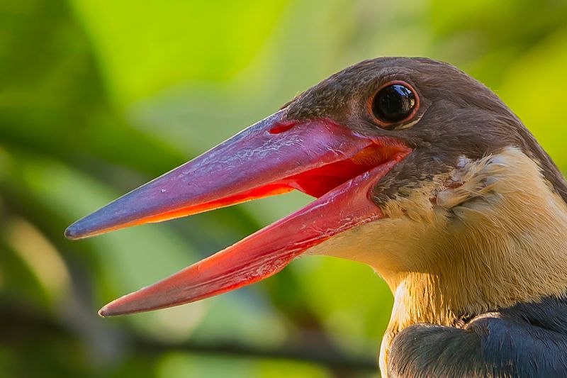 Stork-billed_kingfisher__11