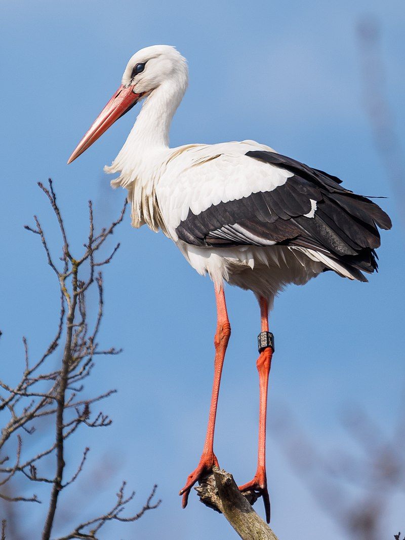 Stork__1