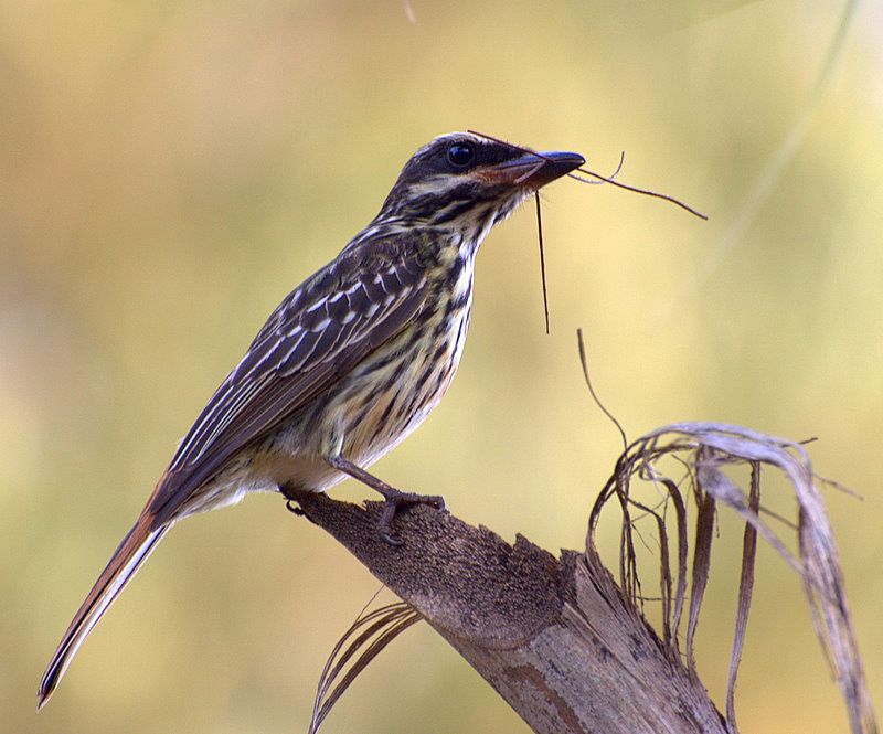 Streaked_flycatcher__27