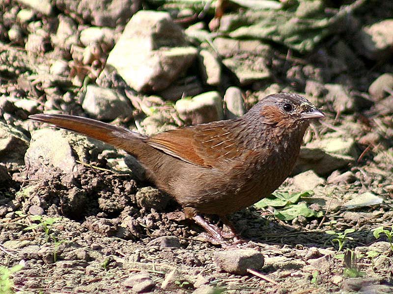 Streaked_laughingthrush__3