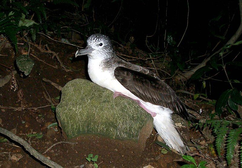 Streaked_shearwater__10