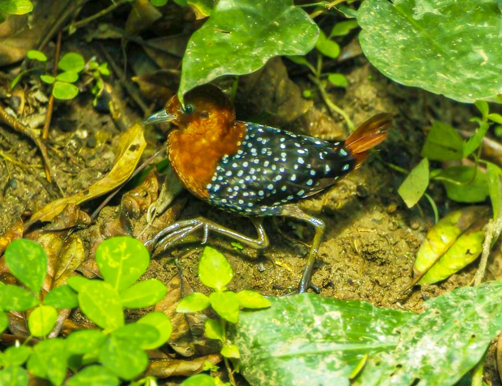 Streaky-breasted Flufftail