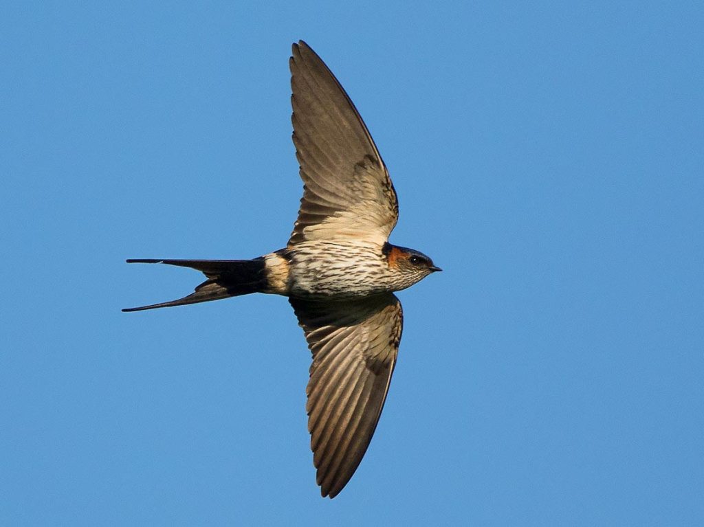 Striated Swallow