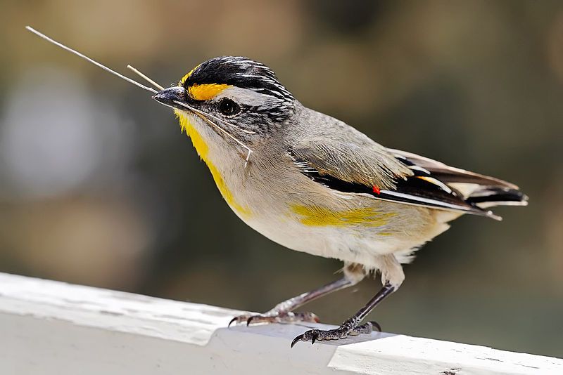 Striated_pardalote__23