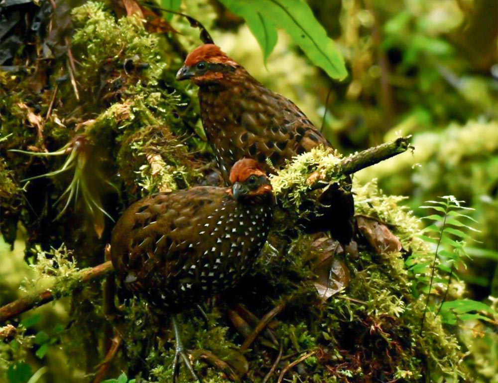 Stripe-faced Wood-Quail