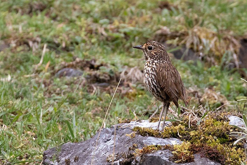 Stripe-headed_antpitta__37