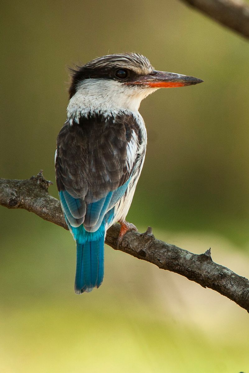 Striped_kingfisher__24