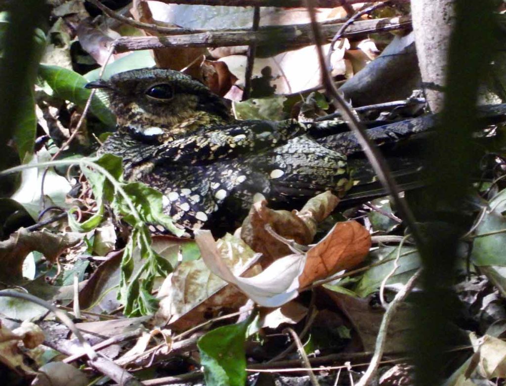 Sulawesi Nightjar