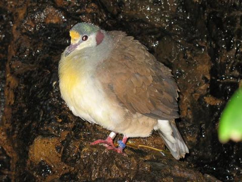 Sulawesi_ground_dove__4