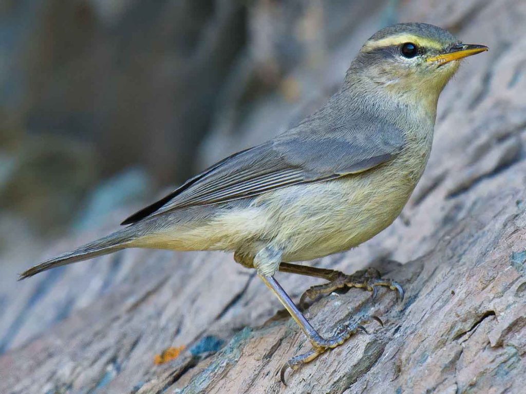 Sulphur-Bellied Warbler