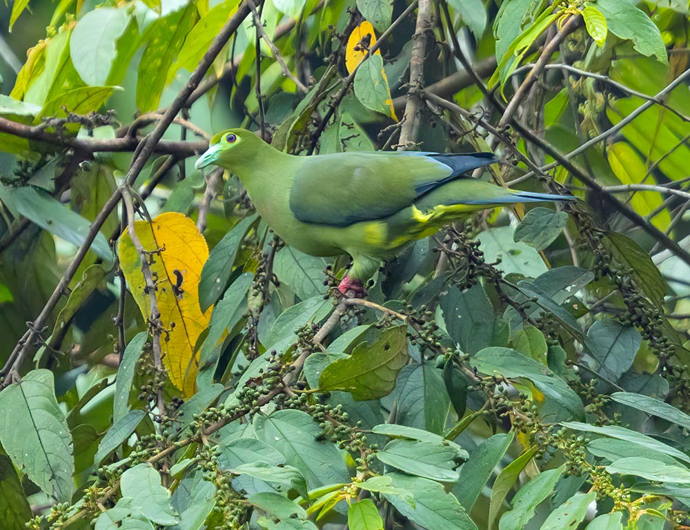 Sumatran Green Pigeon