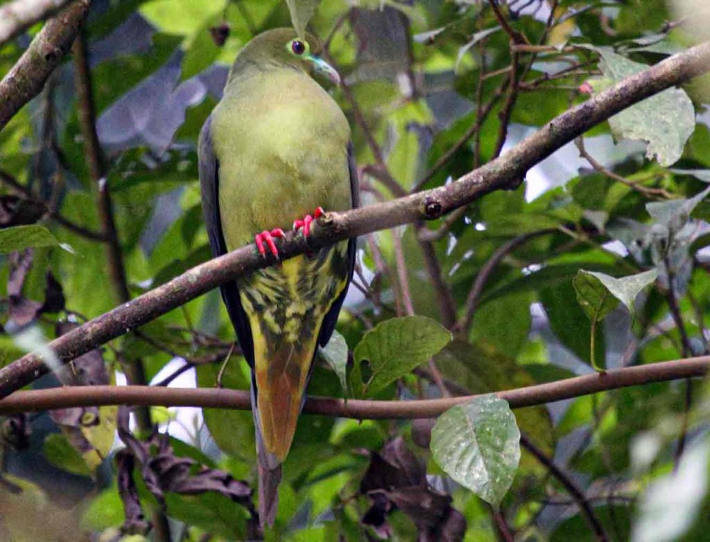 Sumatran Green Pigeon