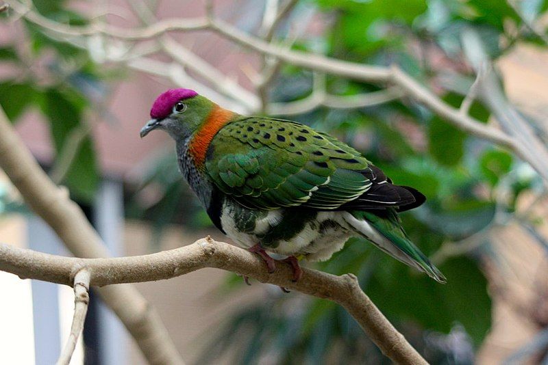 Superb_fruit_dove__14