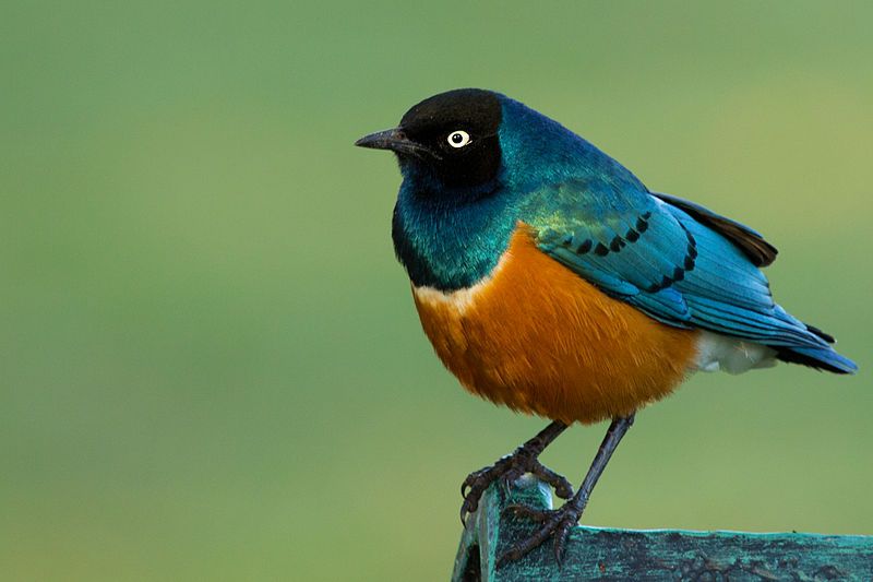 Superb_starling__3