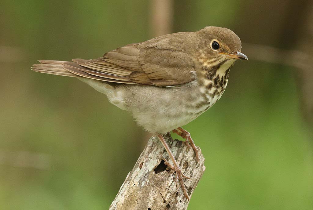 Swainson's Thrush