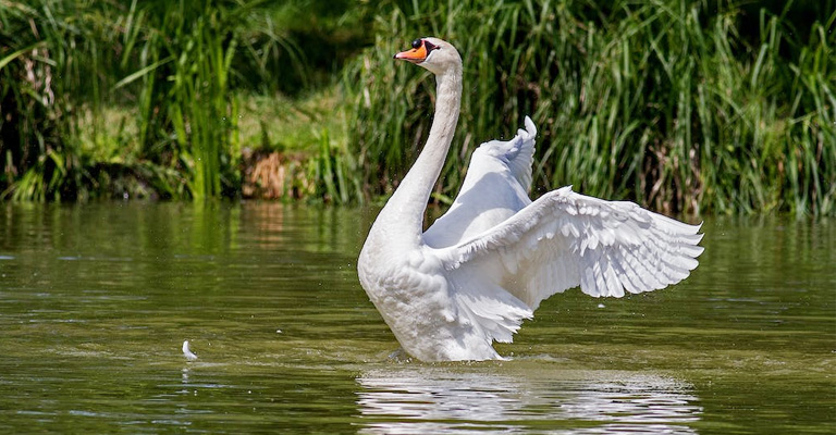 Swans