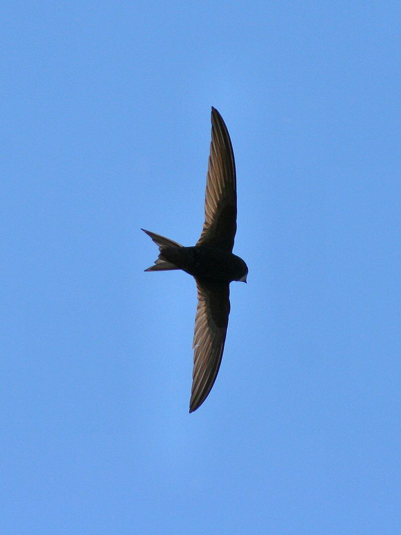 Swift_(bird)__8