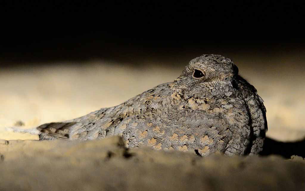 Sykes's Nightjar