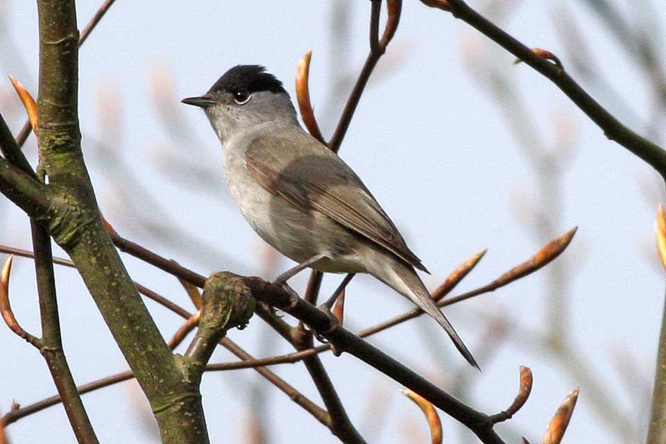 Sylviid Warblers