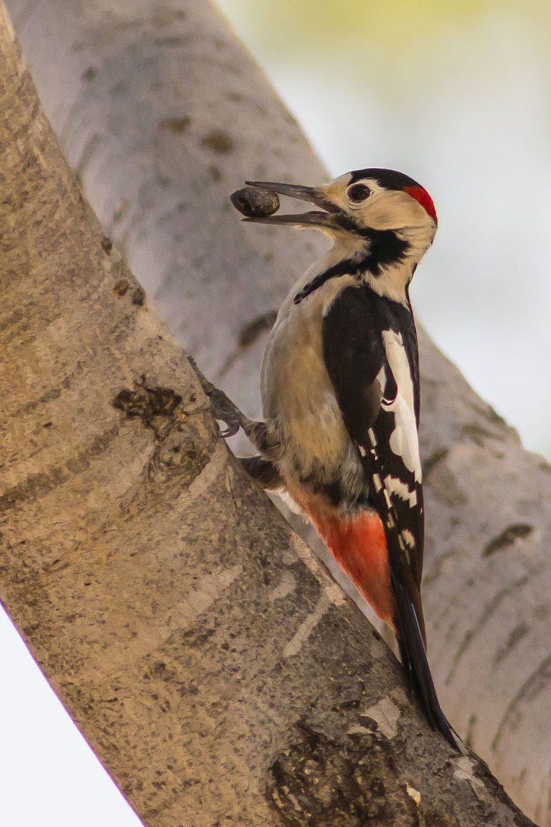 Syrian_woodpecker__12