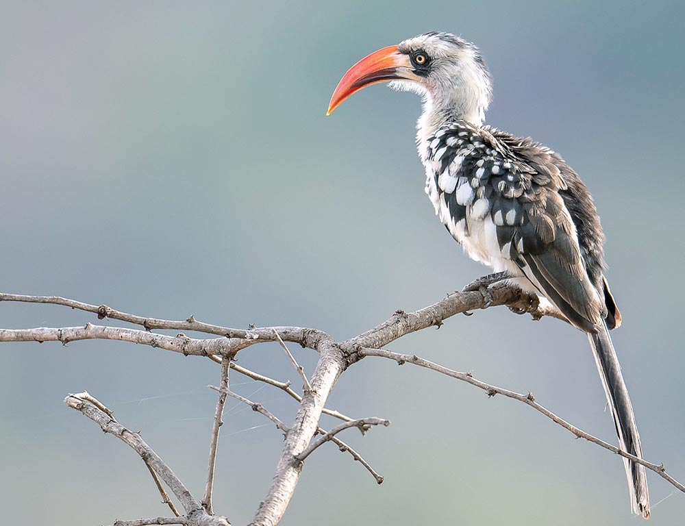 Tanzanian Red-Billed Hornbill