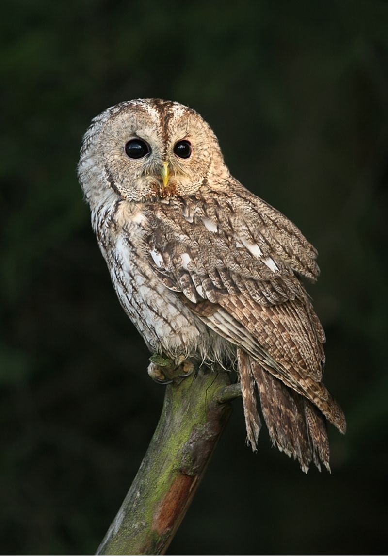 Tawny_owl__15