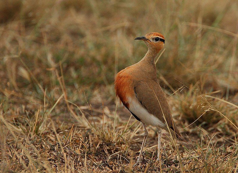 Temminck's_courser__11