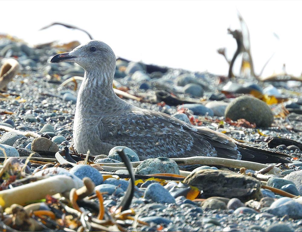 Thayer's Gull