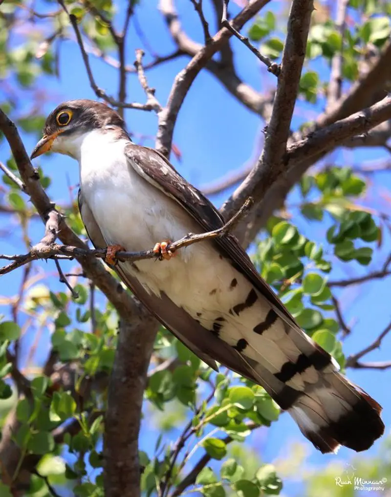 Thick-billed_cuckoo__20