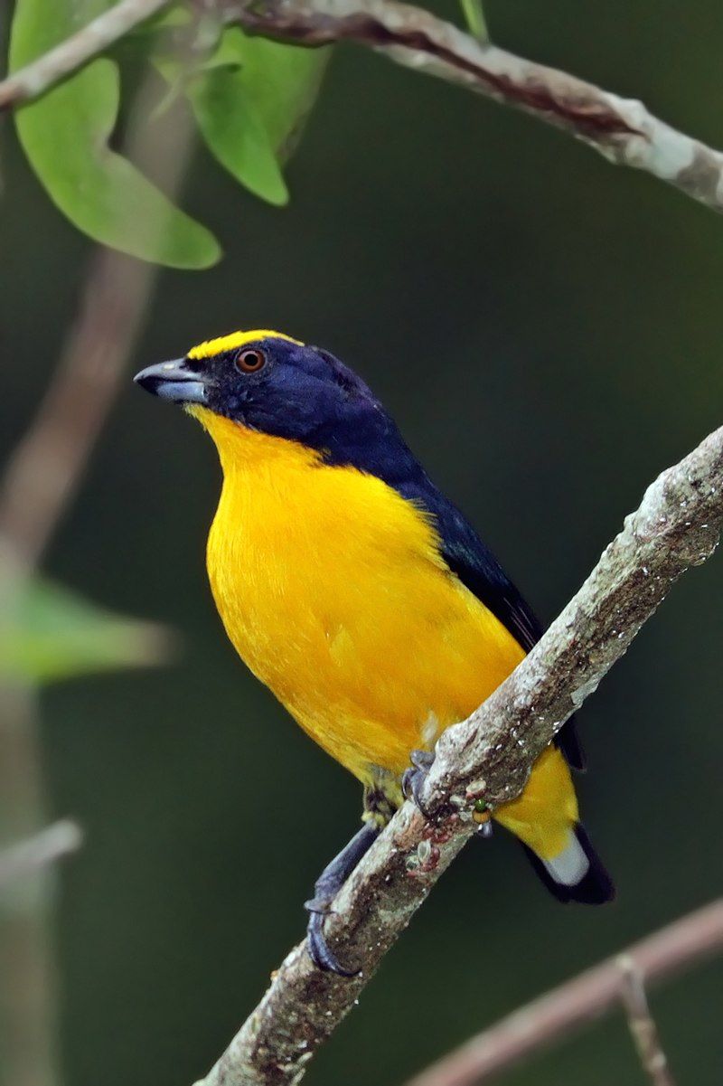 Thick-billed_euphonia__14