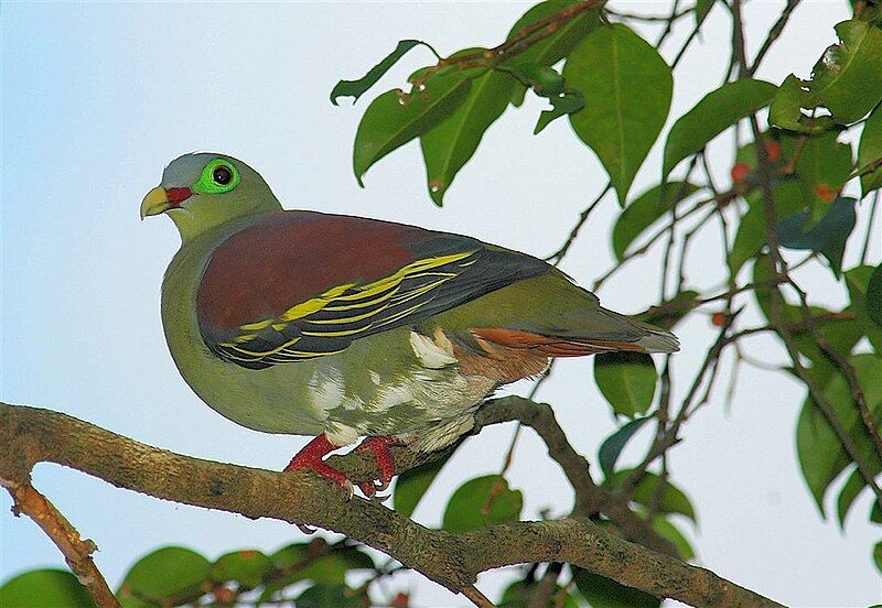 Thick-billed_green_pigeon__9