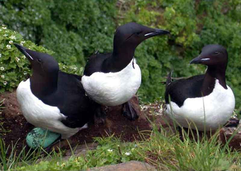 Thick-billed_murre__14