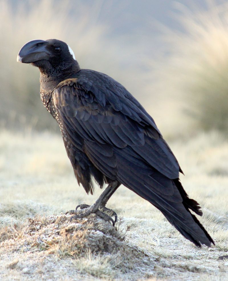 Thick-billed_raven__7