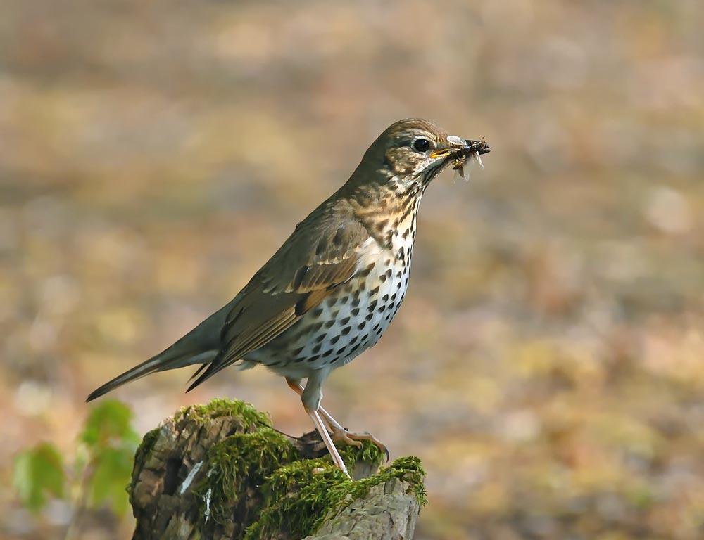 Thrush