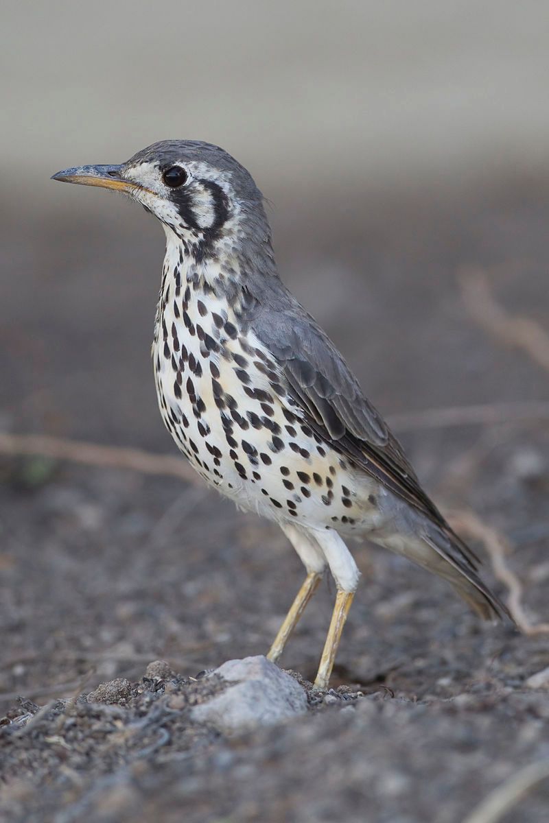 Thrush_(bird)__1