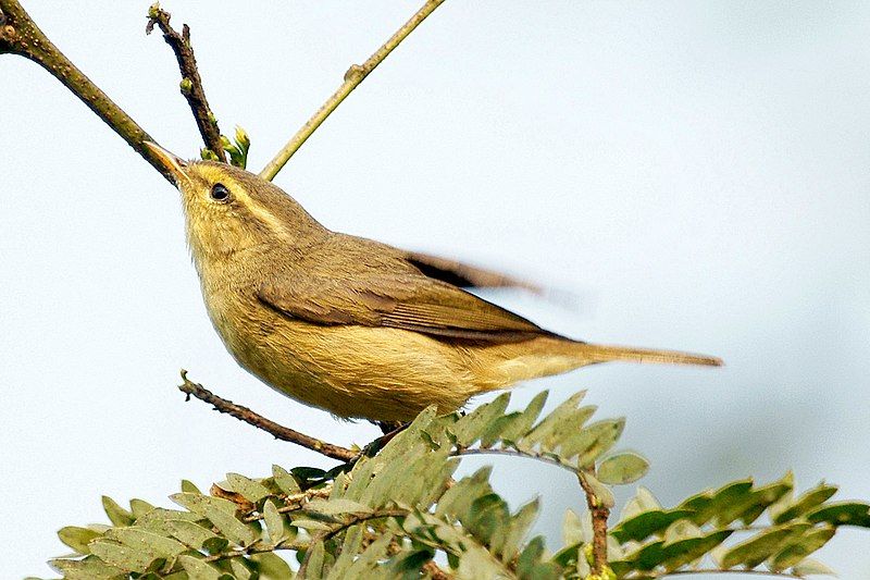 Tickell's_leaf_warbler__17