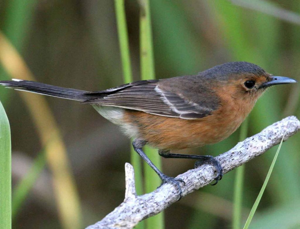 Tinian Monarch