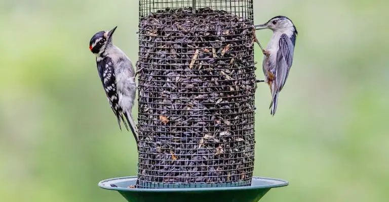 Tips to Attract Birds to Your Bird Feeder