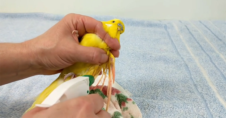Treatment of a Broken Blood Feather Cockatiel