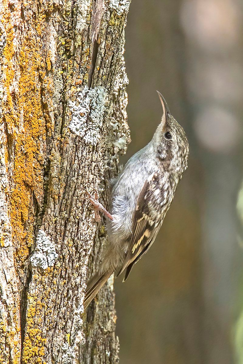 Treecreeper__24