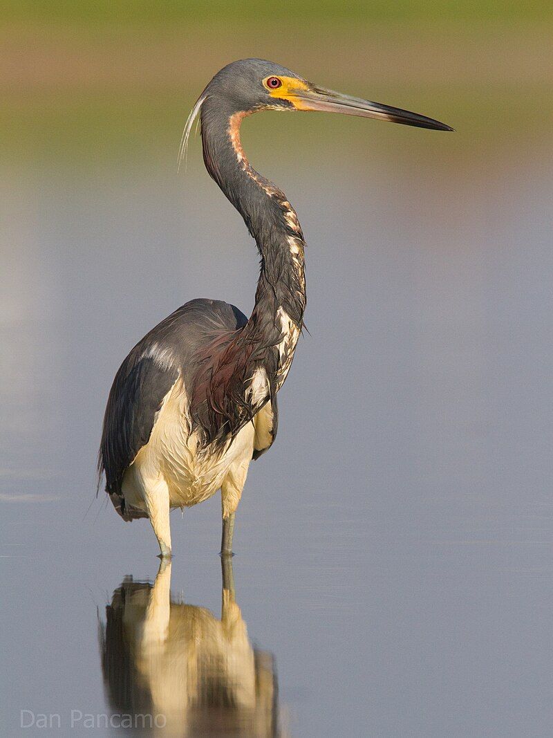 Tricolored_heron__14